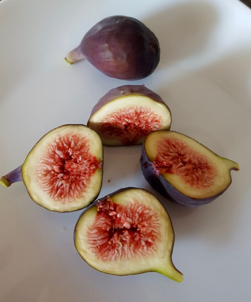 Can you grow gardenfresh Figs in Canada? Back To My Garden