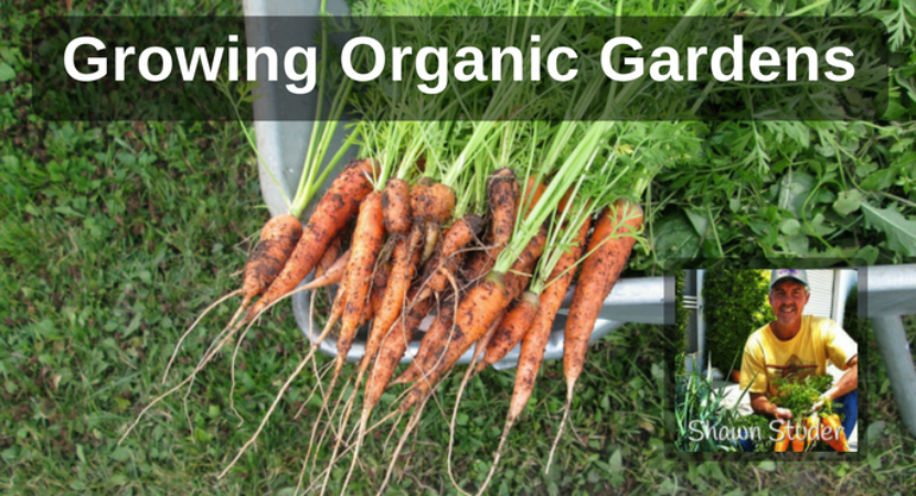 The Basic Principles Of Growing Vegetables 