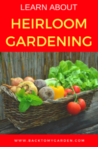 Heirloom Gardening with Stephen Scott – Back To My Garden
